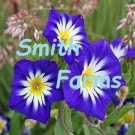 25 Seeds Dwarf Tri Color Morning Glory Purple White Yellow Perennial Flowers Fast Growing 25 Seeds Dwarf Tri Color Morning Glory Purple White Yellow Perennial Flowers Fast Growing