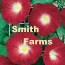25 Seeds Morning Glory Ruby Red Picotee Ipmoea Vining Perennial Flower Fast Growing 25 Seeds Morning Glory Ruby Red Picotee Ipmoea Vining Perennial Flower Fast Growing