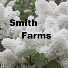 25 Seeds White Lilac Tree Flowers New Crop Garden Planting Fast Growing 25 Seeds White Lilac Tree Flowers New Crop Garden Planting Fast Growing