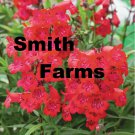 25 Seeds Red Riding Hood Penstemon Flowers Attracts Hummingbirds Garden Fast Growing 25 Seeds Red Riding Hood Penstemon Flowers Attracts Hummingbirds Garden Fast Growing