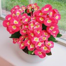 15 Seeds Crown Of Thorns ‘Dwarf Pixie Party House Plant Garden Flowers Fast Growing