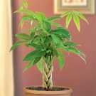 15 Seeds Money Tree Plant House Plant Garden Flowers Fast Growing 15 Seeds Money Tree Plant House Plant Garden Flowers Fast Growing