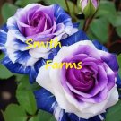 25 Seeds Purple Blue Rose Flowers Bush Shrub Landscaping Planting Garden Fast Growing