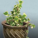 15 Seeds Variegated Wax Ivy House Plant Garden Flowers Fast Growing 15 Seeds Variegated Wax Ivy House Plant Garden Flowers Fast Growing