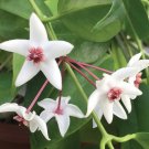 15 Seeds Hoya ‘Iris Marie’ House Plant Garden Flowers Fast Growing 15 Seeds Hoya ‘Iris Marie’ House Plant Garden Flowers Fast Growing