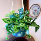 15 Seeds Satin Pothos ‘Argyraeus’ House Plant Garden Flowers Fast Growing 15 Seeds Satin Pothos ‘Argyraeus’ House Plant Garden Flowers Fast Growing