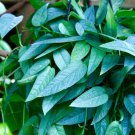 15 Seeds Epipremnum ‘Cebu Blue’ House Plant Garden Flowers Fast Growing 15 Seeds Epipremnum ‘Cebu Blue’ House Plant Garden Flowers Fast Growing