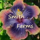 25 Yellow Pink & Purple Hibiscus Flower Seeds Plants Garden Planting Fast Growing 25 Yellow Pink & Purple Hibiscus Flower Seeds Plants Garden Planting Fast Growing