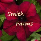 50 Seeds Burgundy Petunia Dark Red Flowers Garden Planting Perennial Fast Growing 50 Seeds Burgundy Petunia Dark Red Flowers Garden Planting Perennial Fast Growing