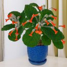15 Seeds Emerald Forest Plant House Plant Garden Flowers Fast Growing 15 Seeds Emerald Forest Plant House Plant Garden Flowers Fast Growing