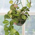 15 Seeds Variegated Hoya Obovata ‘Splash House Plant Garden Flowers Fast Growing 15 Seeds Variegated Hoya Obovata ‘Splash House Plant Garden Flowers Fast Growing