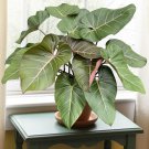15 Seeds Philodendron ‘Summer Glory House Plant Garden Flowers Fast Growing 15 Seeds Philodendron ‘Summer Glory House Plant Garden Flowers Fast Growing
