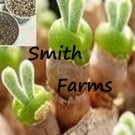 25 Seeds Rabbit Ears Green Succulent Cactus Aka Monilaria Obconica Fast Growing 25 Seeds Rabbit Ears Green Succulent Cactus Aka Monilaria Obconica Fast Growing