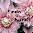 25 Seeds Double Light Pink Clematis Flowers Beautiful Gardening Fast Growing 25 Seeds Double Light Pink Clematis Flowers Beautiful Gardening Fast Growing