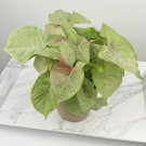 15 Seeds Syngonium ‘Milk Confetti’ House Plant Garden Flowers Fast Growing 15 Seeds Syngonium ‘Milk Confetti’ House Plant Garden Flowers Fast Growing