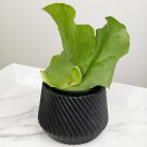 15 Seeds Elephant Ear Staghorn Fern House Plant Garden Flowers Fast Growing 15 Seeds Elephant Ear Staghorn Fern House Plant Garden Flowers Fast Growing