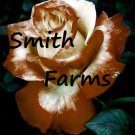25 Seeds Brown White Rose Flowers Bush Fragrant Gardening Planting Fast Growing