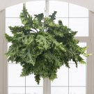 15 Seeds Fern Microsorum ‘Dragon’S Wing’ House Plant Garden Flowers Fast Growing 15 Seeds Fern Microsorum ‘Dragon’S Wing’ House Plant Garden Flowers Fast Growing