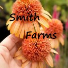50 Seeds Peach Lg Head Coneflowers Aka Echinacea Flowers Garden Planting Fast Growing 50 Seeds Peach Lg Head Coneflowers Aka Echinacea Flowers Garden Planting Fast Growing