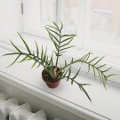 15 Seeds Philodendron Tortum House Plant Garden Flowers Fast Growing