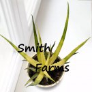 15 Seeds Aloe ‘Solar Flare’ House Plant Garden Flowers Fast Growing 15 Seeds Aloe ‘Solar Flare’ House Plant Garden Flowers Fast Growing
