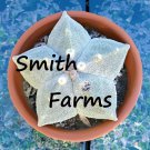 15 Seeds White Star Cactus House Plant Garden Flowers Fast Growing 15 Seeds White Star Cactus House Plant Garden Flowers Fast Growing