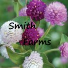 30 Seeds Globe Amaranth Flowers Garden Planting Fast Growing