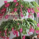 30 Seeds Pink Christmas Cactus Flowering Tree Garden Plants Fast Growing 30 Seeds Pink Christmas Cactus Flowering Tree Garden Plants Fast Growing