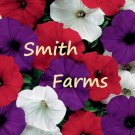 30 Seeds Trailing Petunia Red White Purple Flowers Garden Hanging Fast Growing 30 Seeds Trailing Petunia Red White Purple Flowers Garden Hanging Fast Growing