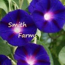 30 Seeds Morning Glory Purple Flowers Garden Plants Fast Growing 30 Seeds Morning Glory Purple Flowers Garden Plants Fast Growing