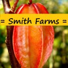 30 Seeds Red Star Fruit A K A Carambola Starfruit Fast Growing 30 Seeds Red Star Fruit A K A Carambola Starfruit Fast Growing