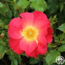 25 Seeds Yabba Dabba Doo Flowers Garden Rose Fast Growing 25 Seeds Yabba Dabba Doo Flowers Garden Rose Fast Growing