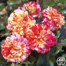 25 Seeds All American Magic Flowers Garden Rose Fast Growing 25 Seeds All American Magic Flowers Garden Rose Fast Growing