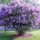 25 Seeds Dark Purple Lilac Tree Perennial Flower Garden Huge Blooms Fast Growing 25 Seeds Dark Purple Lilac Tree Perennial Flower Garden Huge Blooms Fast Growing