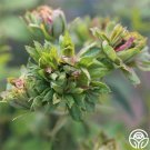 25 Seeds The Green Rose Flowers Garden Rose Fast Growing 25 Seeds The Green Rose Flowers Garden Rose Fast Growing
