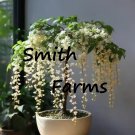 15 Seeds White Weeping Jasmine Flowers Garden Tree Fast Growing 15 Seeds White Weeping Jasmine Flowers Garden Tree Fast Growing