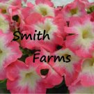 50 Seeds Pink & White Petunia Flowers Garden Planting Perennial Fast Growing 50 Seeds Pink & White Petunia Flowers Garden Planting Perennial Fast Growing