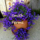 100 Seeds Lobelia Deep Purple Trailing Flower Ground Cover & Hanging Fast Growing 100 Seeds Lobelia Deep Purple Trailing Flower Ground Cover & Hanging Fast Growing