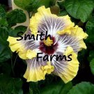 25 Seeds White Yellow Black Hibiscus Flowers Fast Growing 25 Seeds White Yellow Black Hibiscus Flowers Fast Growing