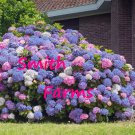 25 Seeds 3 In 1 Hydrangea Flowers Bush Shrub Tree Fast Growing