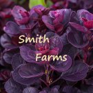 25 Seeds Purple Smoke Bush Flower Plant Cotinus Coggygria Royal Purple Fast Growing 25 Seeds Purple Smoke Bush Flower Plant Cotinus Coggygria Royal Purple Fast Growing