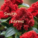25 Seeds Red Cockscomb Flowers Celosia Cristata Fast Growing 25 Seeds Red Cockscomb Flowers Celosia Cristata Fast Growing
