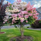 25 Seeds Pink White Hydrangea Tree Flowers Hydrangea Paniculata Fast Growing 25 Seeds Pink White Hydrangea Tree Flowers Hydrangea Paniculata Fast Growing