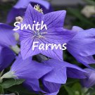 25 Seeds Purple Balloon Flower Platycodon Grandiflorus Fast Growing 25 Seeds Purple Balloon Flower Platycodon Grandiflorus Fast Growing