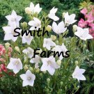 25 Seeds White Balloon Flower Platycodon Grandiflorus Fast Growing 25 Seeds White Balloon Flower Platycodon Grandiflorus Fast Growing