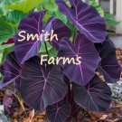 3 Seeds Black Magic Taro Flower Plant Colocasia Esculenta Black Magic Fast Growing 3 Seeds Black Magic Taro Flower Plant Colocasia Esculenta Black Magic Fast Growing