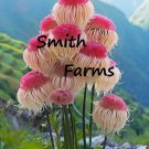 25 Seeds Pink Pom Pom Blossom Flowers Plant Fast Growing 25 Seeds Pink Pom Pom Blossom Flowers Plant Fast Growing
