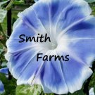 25 Seeds Power Blue Morning Glory Flowers Hanging Basket Vine Bush Garden Fast Growing 25 Seeds Power Blue Morning Glory Flowers Hanging Basket Vine Bush Garden Fast Growing