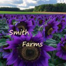 50 Seeds Indigo Purple Sunflowers Huge Planting Sunflower Garden Large Flowers Fast Growing 50 Seeds Indigo Purple Sunflowers Huge Planting Sunflower Garden Large Flowers Fast Growing