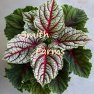 25 Seeds Begonia Rex Cultorum Flower Plant Fast Growing